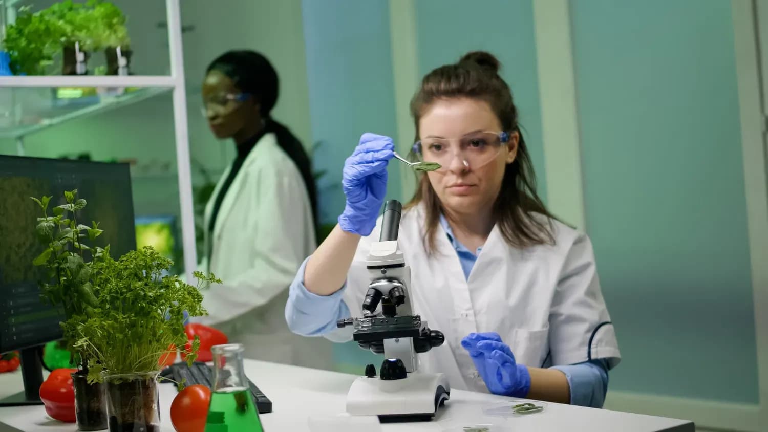 BSc Biology